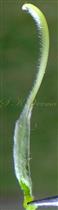  Pistil